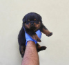 Photo №1. rottweiler - for sale in the city of Франкфурт-на-Майне | Is free | Announcement № 86627