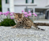 Photo №3. Stunning Bengal kitten For Sale. United States