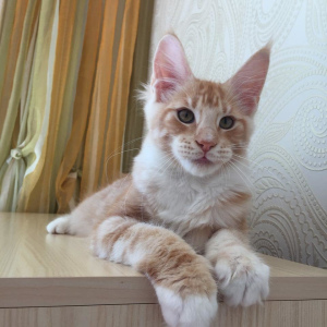 Photo №4. I will sell maine coon in the city of Bar. from nursery, breeder - price - 832$