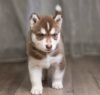 Photo №2 to announcement № 99743 for the sale of siberian husky - buy in United Kingdom breeder