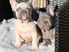 Photo №1. australian cattle dog, french bulldog - for sale in the city of Мамоново | 592$ | Announcement № 11083