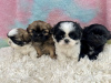 Photo №1. shih tzu - for sale in the city of New York | 300$ | Announcement № 99268