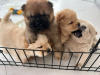 Photo №2 to announcement № 44684 for the sale of chow chow - buy in United Arab Emirates private announcement