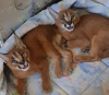 Photo №1. caracal - for sale in the city of Chicago | negotiated | Announcement № 99612