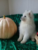 Photo №4. I will sell samoyed dog in the city of Chelyabinsk. private announcement, breeder - price - 445$