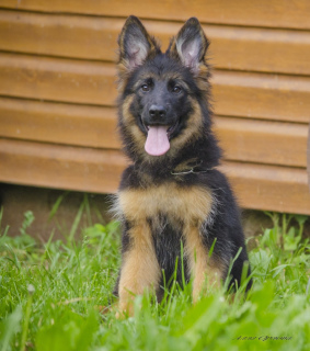 Photo №4. I will sell german shepherd in the city of Samara. from nursery, breeder - price - Is free