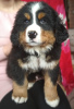 Photo №1. bernese mountain dog - for sale in the city of Minsk | 600$ | Announcement № 10512