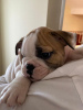 Photo №2 to announcement № 75675 for the sale of english bulldog - buy in Serbia breeder