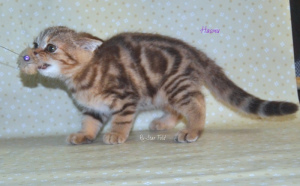 Photo №3. Scottish kitten. Russian Federation