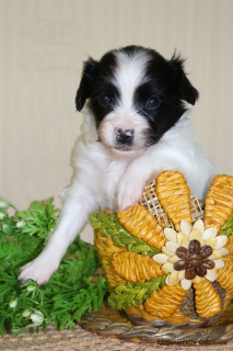 Photo №4. I will sell papillon dog in the city of Mogilyov. private announcement - price - Negotiated