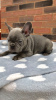 Photo №1. french bulldog - for sale in the city of Berlin | negotiated | Announcement № 115819