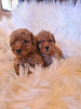 Photo №4. I will sell poodle (royal), poodle (dwarf) in the city of Vilovo. breeder - price - 634$