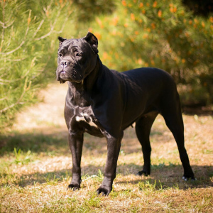 Photo №3. Cane Corso puppy. Ukraine