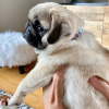 Photo №2 to announcement № 76465 for the sale of pug - buy in United States breeder