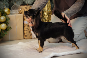 Photo №4. I will sell chihuahua in the city of Chaikovsky. from nursery, breeder - price - 548$