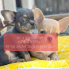 Photo №1. chihuahua - for sale in the city of Engels | Is free | Announcement № 107022