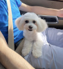 Photo №1. maltese dog - for sale in the city of Dubai | negotiated | Announcement № 52172