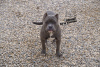 Photo №1. american bully - for sale in the city of Yaroslavl | 779$ | Announcement № 8256