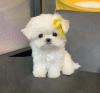 Photo №1. maltese dog - for sale in the city of Oslo | negotiated | Announcement № 117436