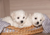 Photo №4. I will sell bichon frise in the city of Minsk. from nursery - price - 642$