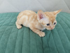 Photo №2 to announcement № 96126 for the sale of devon rex - buy in Russian Federation private announcement