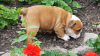 Photo №2 to announcement № 65953 for the sale of english bulldog - buy in Norway private announcement, from nursery