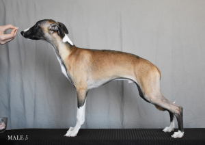 Photo №4. I will sell whippet in the city of Yeisk. from nursery - price - 637$