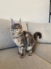 Photo №3. 3 beautiful girls looking for new home!. Latvia