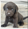 Photo №1. labrador retriever - for sale in the city of Zürich | 475$ | Announcement № 47681