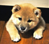 Photo №4. I will sell shiba inu in the city of Истра. from nursery - price - negotiated
