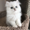 Photo №3. persian kittens for sale. Australia