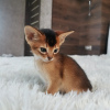 Photo №2 to announcement № 13258 for the sale of abyssinian cat - buy in Belarus from nursery