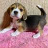 Photo №1. beagle - for sale in the city of Амстердам | negotiated | Announcement № 31990