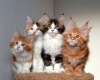 Photo №1. maine coon - for sale in the city of Brussels | negotiated | Announcement № 78766