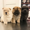 Photo №1. chow chow - for sale in the city of Утрехт | negotiated | Announcement № 20633