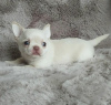 Photo №1. chihuahua - for sale in the city of Tallinn | negotiated | Announcement № 124960