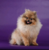 Photo №1. german spitz - for sale in the city of Москва | negotiated | Announcement № 119006