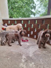 Additional photos: Lagotto Romagnolo puppies