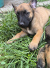 Photo №3. Belgian Malinois Shepherd puppies. Serbia