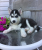 Photo №1. siberian husky - for sale in the city of Prague | 350$ | Announcement № 111175