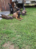 Additional photos: Dutch Shepherd puppies