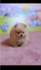 Photo №4. I will sell pomeranian in the city of Werbass. breeder - price - negotiated