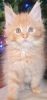 Photo №4. I will sell maine coon in the city of Гамбург. private announcement - price - 370$