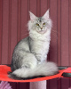 Photo №1. maine coon - for sale in the city of Berlin | 2113$ | Announcement № 103841