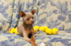 Additional photos: We offer toy terrier puppies and teenagers.