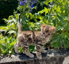 Photo №1. bengal cat - for sale in the city of Asheville | 300$ | Announcement № 114882