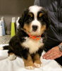 Photo №1. bernese mountain dog - for sale in the city of Tallinn | 423$ | Announcement № 88797