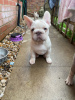 Photo №2 to announcement № 111062 for the sale of french bulldog - buy in United States breeder