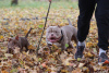 Photo №3. Azura american pocket bully. Finland