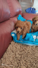 Photo №2 to announcement № 9757 for the sale of poodle (toy) - buy in Ukraine breeder